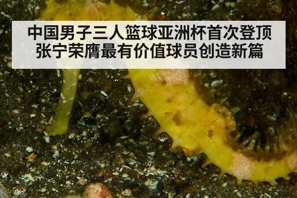 中国男子三人篮球亚洲杯首次登顶张宁荣膺最有价值球员创造新篇